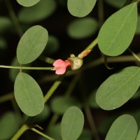 Indigofera tinctoria L.